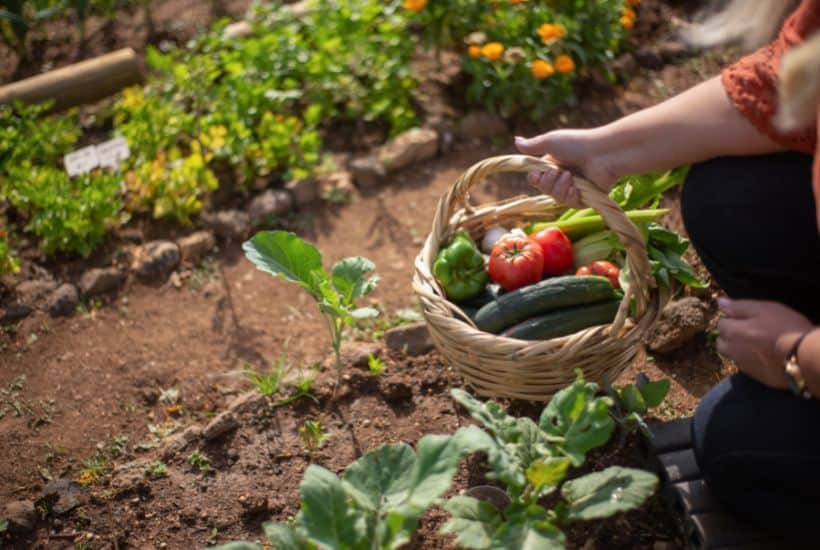 When To Plant A Backyard Vegetable Garden