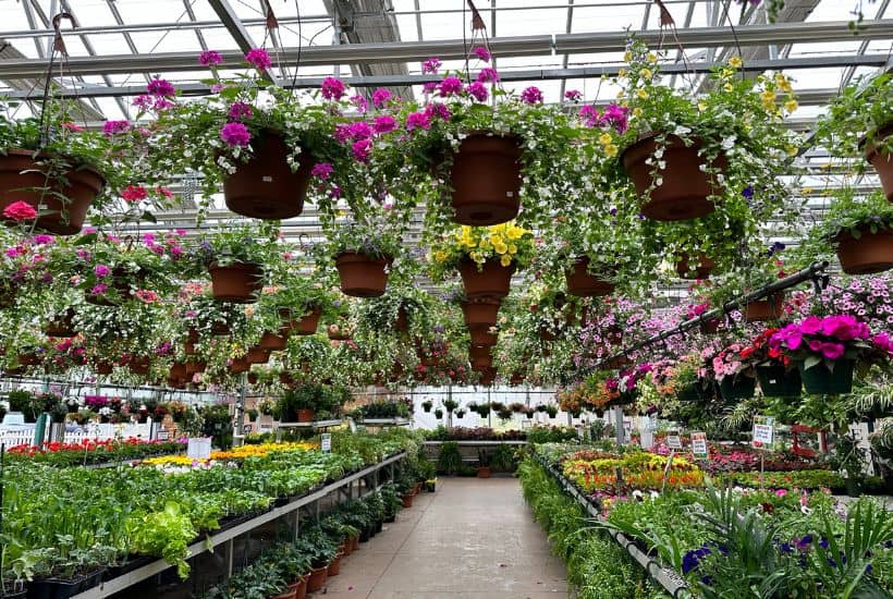 Colorful summer garden flowers are a great way to add life and beauty to your outdoor space this summer. There's no need to spend hours stressing about what to plant when you can find all of the perfect plants at your local garden center.