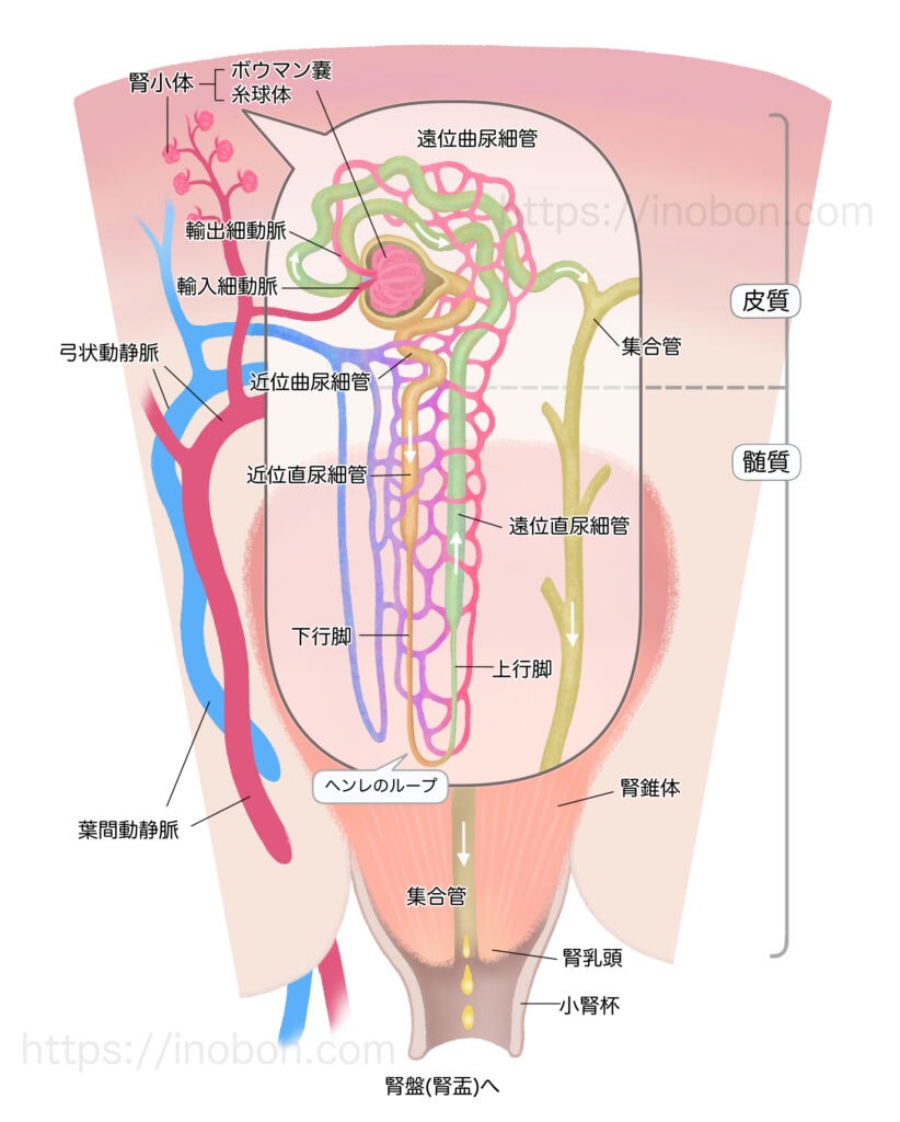 腎臓の糸球体の構造イラスト