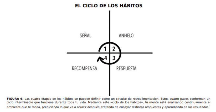 ciclo