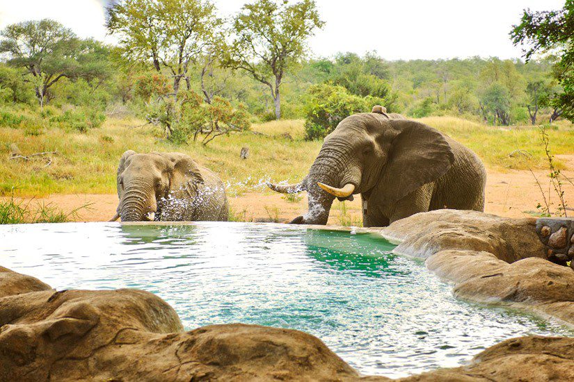 motswari safari lodge 2