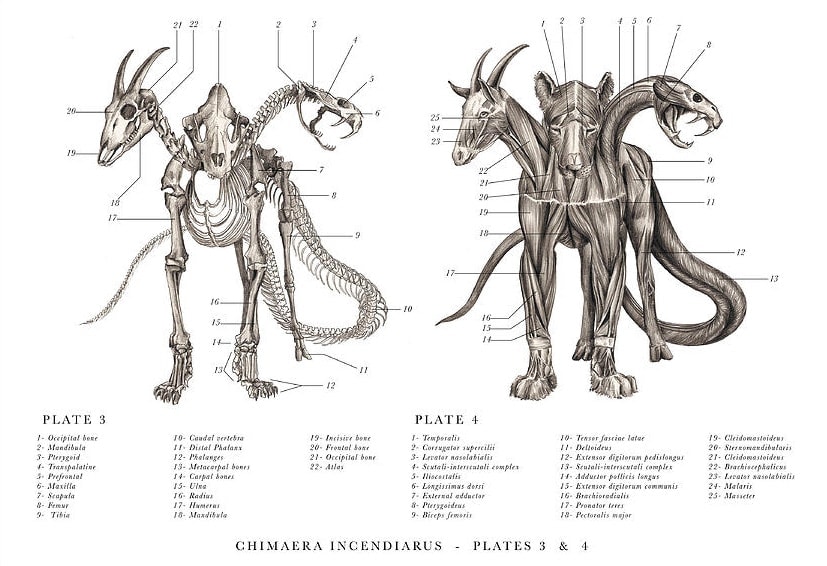 il codice delle creature estinte chimera