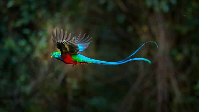 Most Beautiful Birds of the World