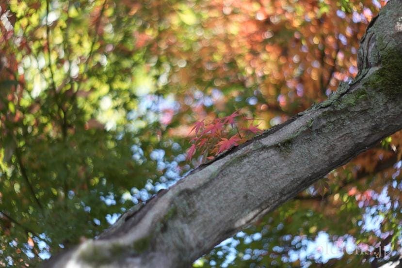 Meyer Optik Goriltz Domiron 50mm f2 Review monster bokeh old lens エモい写真の作例画像jpeg撮って出し 紅葉 自然 木の葉 グルグルボケ シャボン玉ボケ バブルボケ