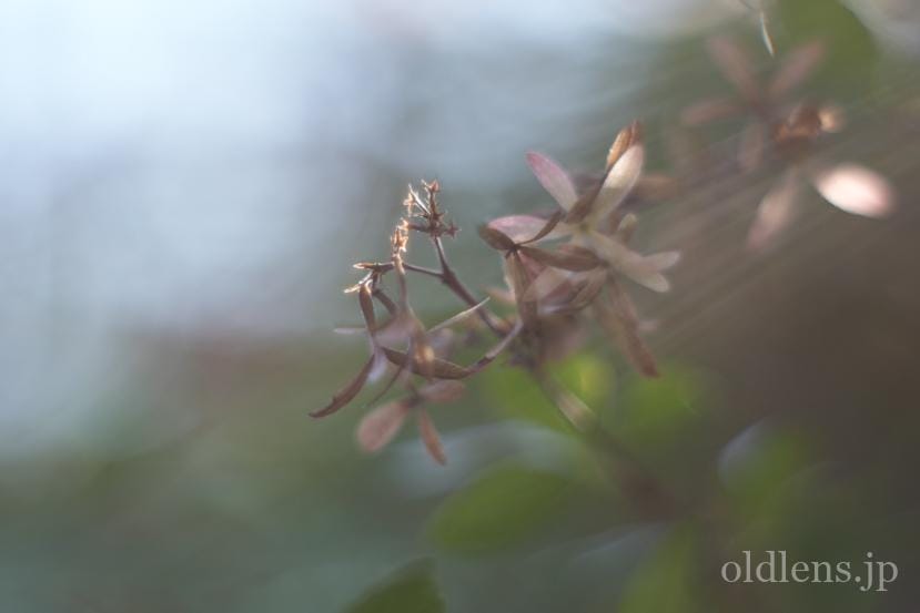 Meyer Optik Goriltz Domiron 50mm f2 Review エモい写真の作例画像jpeg撮って出し 紅葉 自然 花 グルグルボケ シャボン玉ボケ