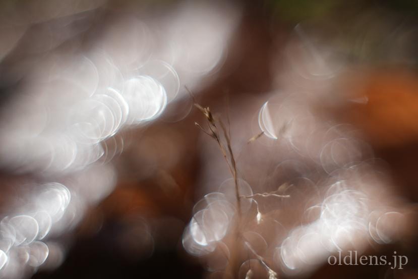 Meyer Optik Goriltz Domiron 50mm f2 Monster bokeh old lens Review エモい写真の作例画像jpeg撮って出し 紅葉 自然 落ち葉 バブルボケ シャボン玉ボケ 