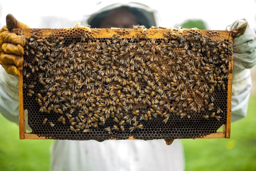 raw honey vs manuka honey
