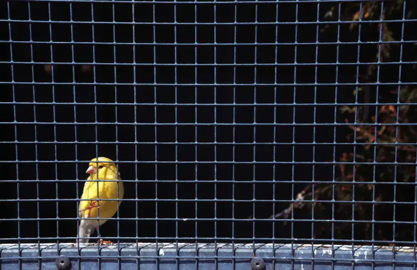 A canary looks out from the bars of its cage