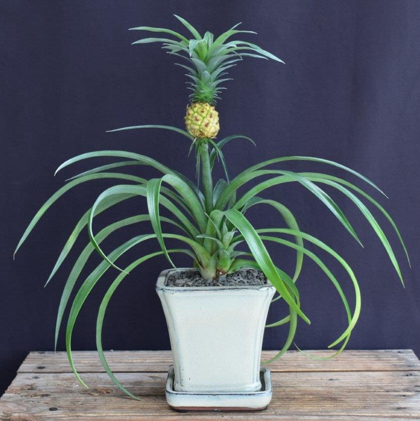 Flowering & Fruiting Pineapple Bonsai Tree - Medium