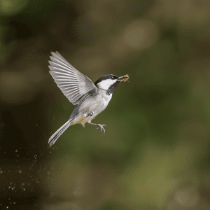 Small Insect Eating Bird
