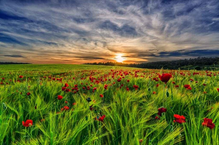 Javi-Flores-Colores