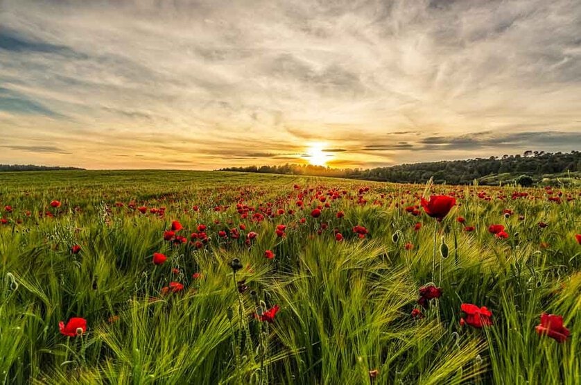 Jesus-Marin-Campo-de-Amapolas