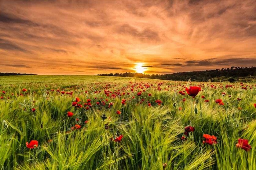 Xesco-García-Campo-de-Amapolas