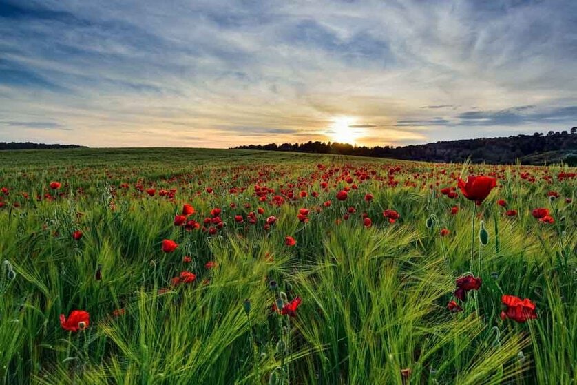 Carlos-Abraham-Campo-de-Amapolas