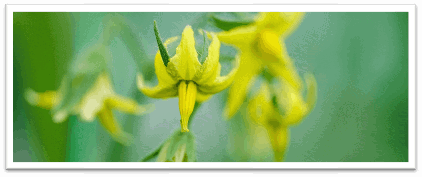 Picture of tomato flower in greenhouse