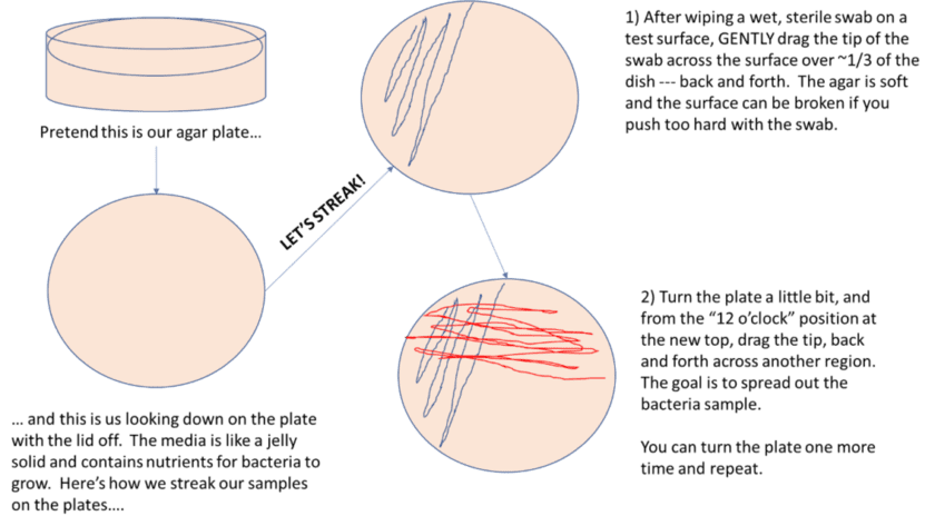how to streak bacterial plates