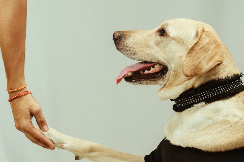 Training your dog is an essential part of being a responsible pet owner.
