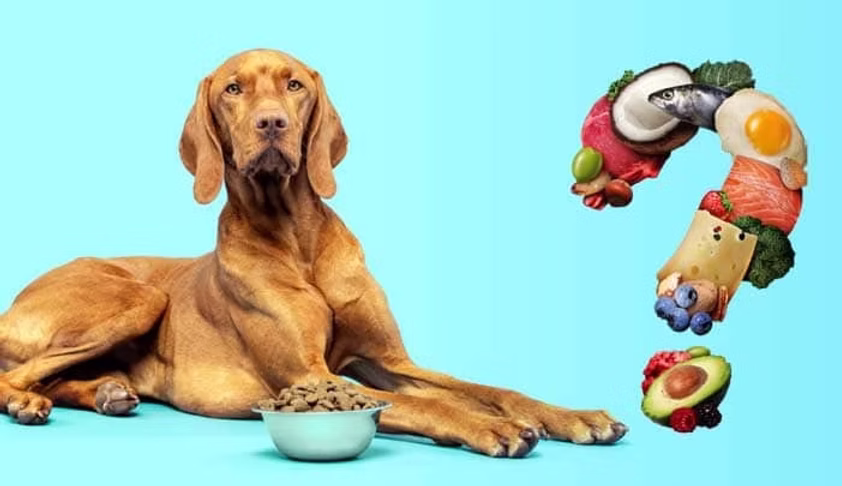 What's Really Inside Your Pet's Food? Experts Reveal Hidden Risks Every Pet Parent Should Know