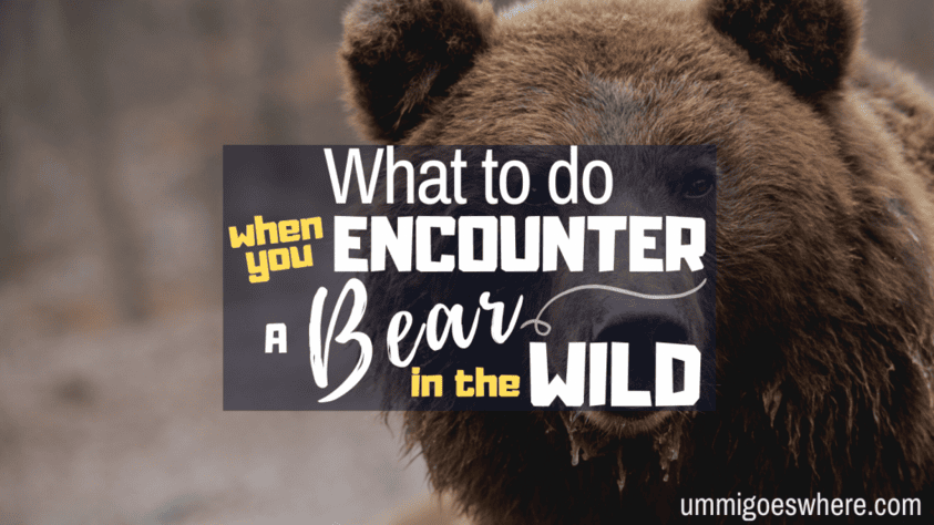 What to Do When You Encounter A Bear in the Wild | Ummi Goes Where?
