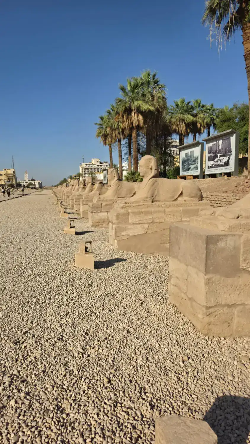 Sphinx Avenue lined with palm trees in modern Luxor