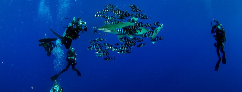 Buceando por la Costa Dorada con Glups Diving
