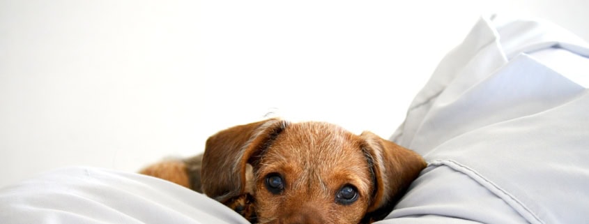 Signs of sleep apnea - dental health guide from Frangella Dental NYC