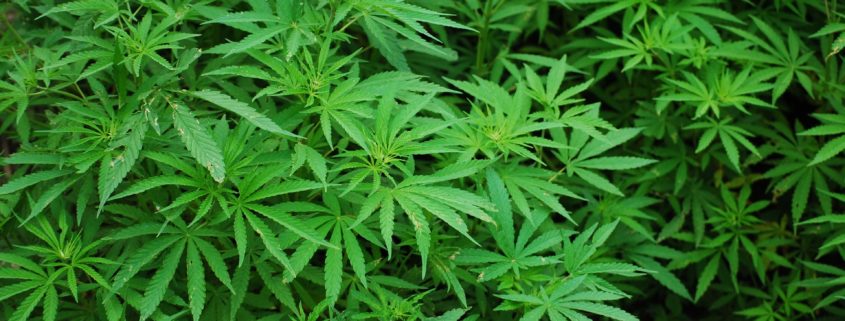 Michigan Cannabis Lawyer Free Marijuana image Leafs via Pixabay www.micannabislawyer.com