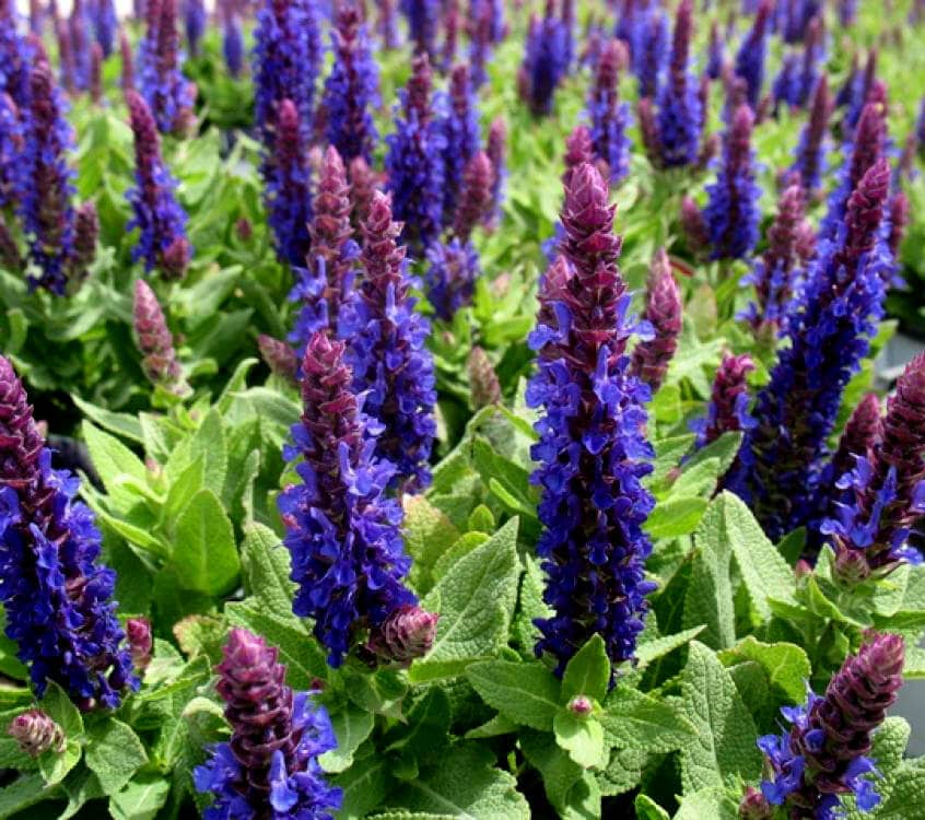 Salvia superba 'Blue Sensation'