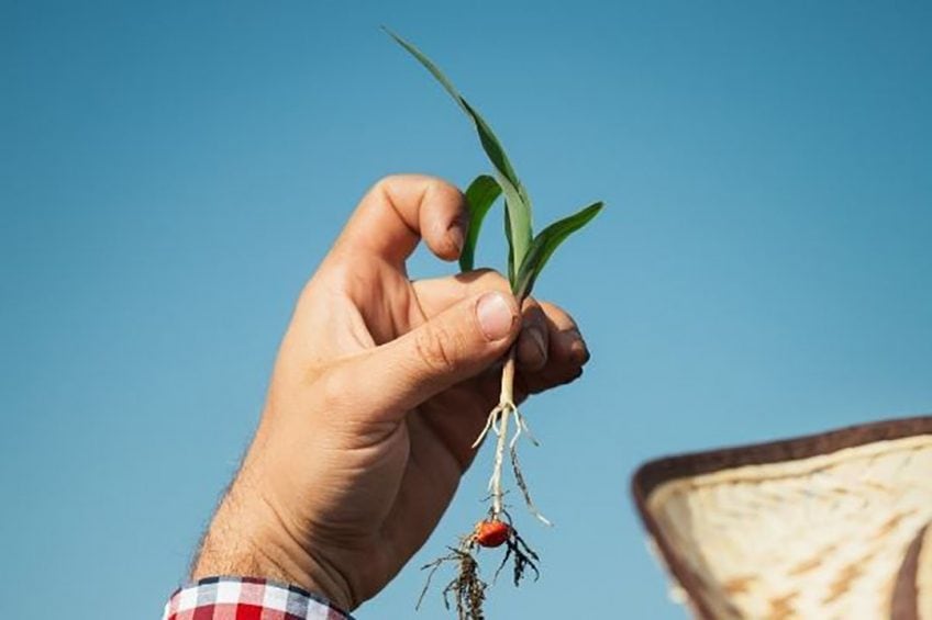 Syngenta introduces new fungicide seed treatment