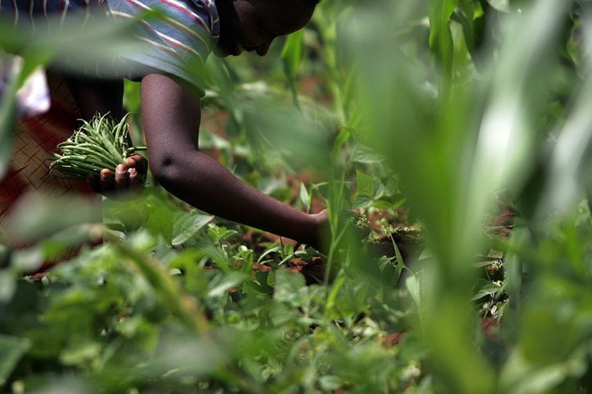 2008-05-16 14:51:00 TO GO WITH AFP STORY IN FRENCH BY LUCIE PEYTERMANN A green beans farmer harvests on May 16, 2008 his crop in Kagio, 90 kms northeast of Nairobi, in Kenya's Central province district of Kirinyaga. An increasing number of Kenyan farmers are no longer growing green beans due to falling prices of the crop, a trend compounded by erratic weather cycles, increasing concerns over the crop's carbon footprint and, more recently, the post-poll violence that disrupted numerous sectors of economy, including tourism and agriculture. AFP PHOTO/TONY KARUMBA TONY KARUMBA / AFP