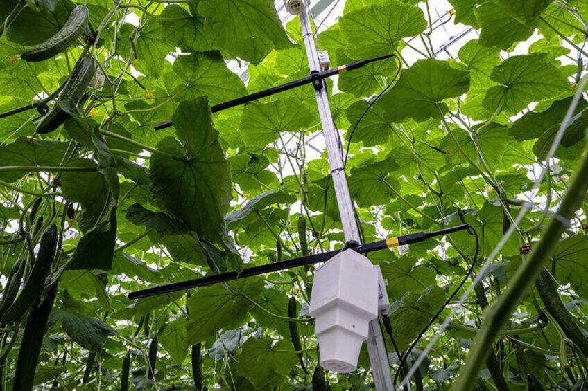 Sensors being used in cucumber cultivation. - Photo: Roel Dijkstra