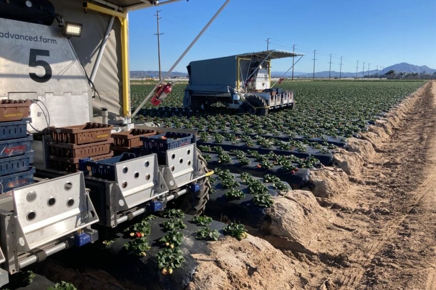 Are automatic outdoor strawberry harvesters really worth the investment?