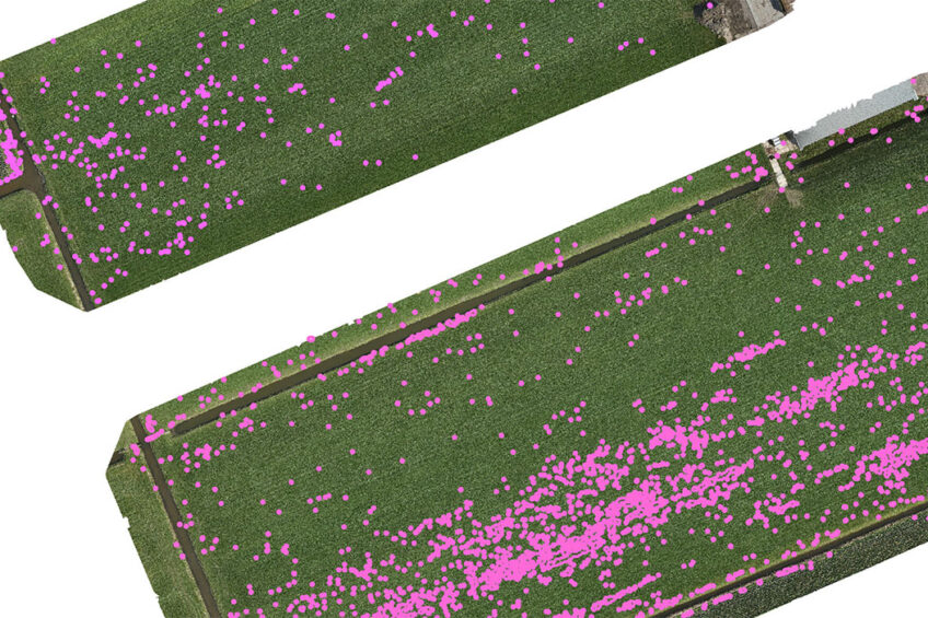 The drone maps the sorrel plants with an accuracy of 10 cm.