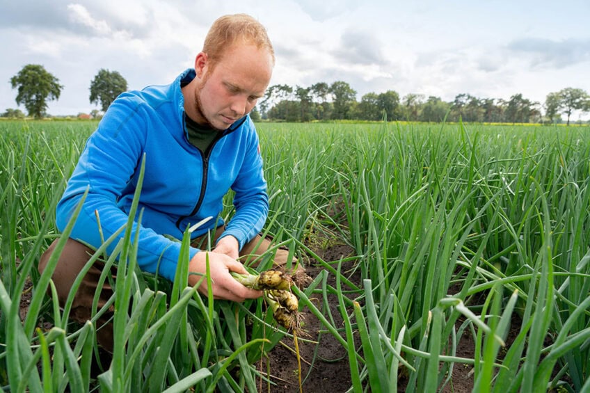 Christian Overkämping pulls a group of organic onions to show a quantity of 4 onions where he expects to find 8 on average. “It is highly unlikely that 4 out of 8 onions didn’t germinate or survive.” - Photos: Jan Willem Schouten