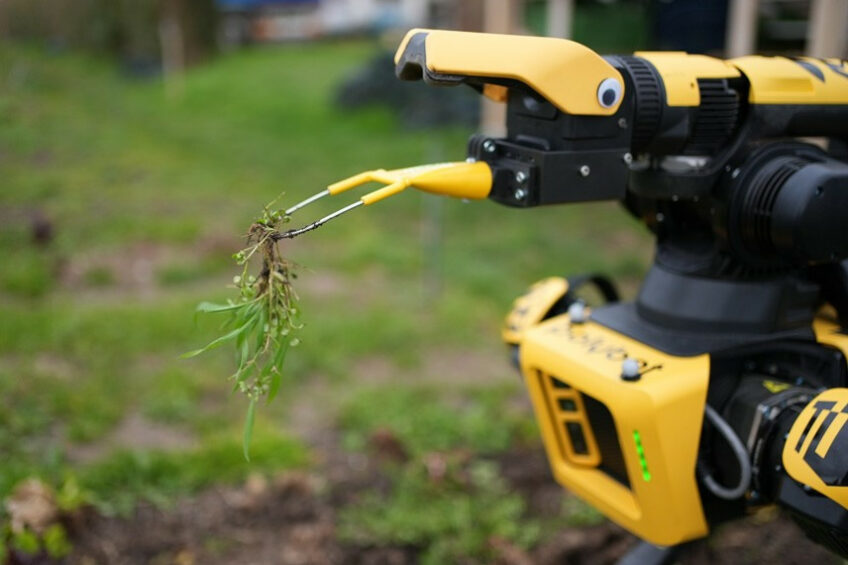 Polybot with a weed from the field. Photo: Polybot.