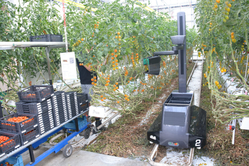 Tomato harvesting robot one step closer to commercial version