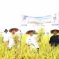 Wakil Bupati Indramayu H. Syaefudin melakukan panen perdana padi di lahan tadah hujan Desa Sukaslamet, Kecamatan Kroya. Rabu (12 Maret 2025.