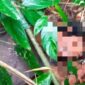Geger mayat tanpa identitas ditemukan tergeletak di perbukitan pasir Raksamala, Kampung Cipetir, Desa Cikawung, Kecamatan Tanjungsiang, Subang.