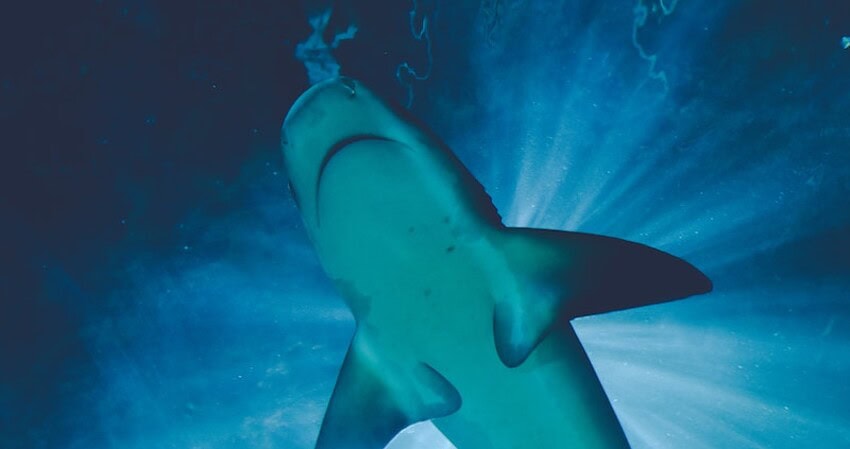 İtalya'da bir kişi köpek balığı saldırısında hayatını kaybetti.