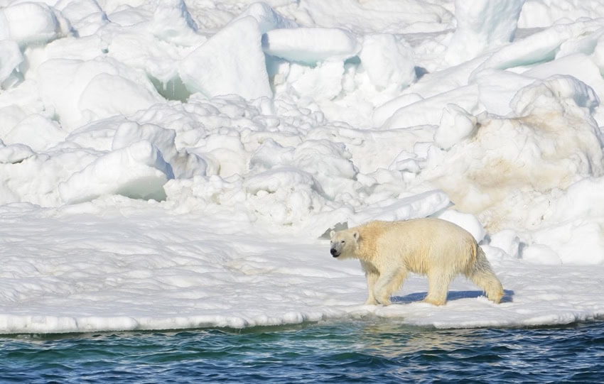 polar_bear_alaska