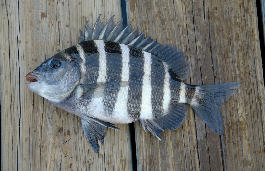 Sheepshead Fish