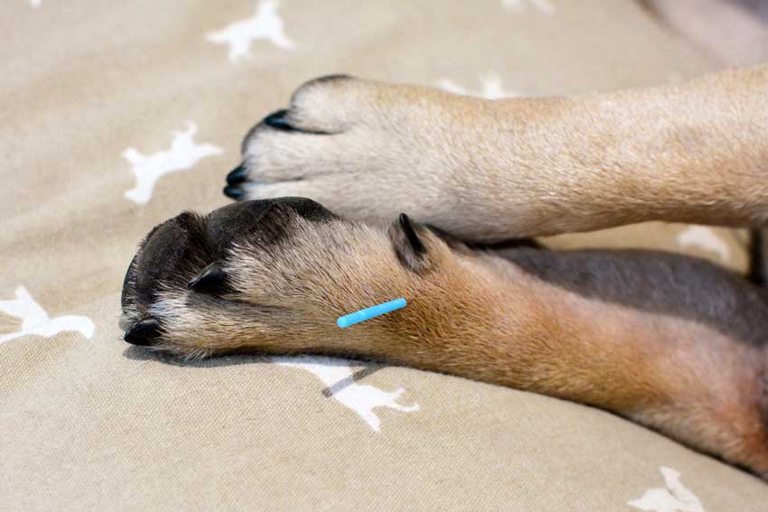 hund-mit-akupunktur-nadel