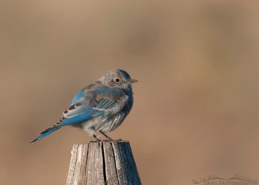 What Does a Mountain Blue Bird Look Like