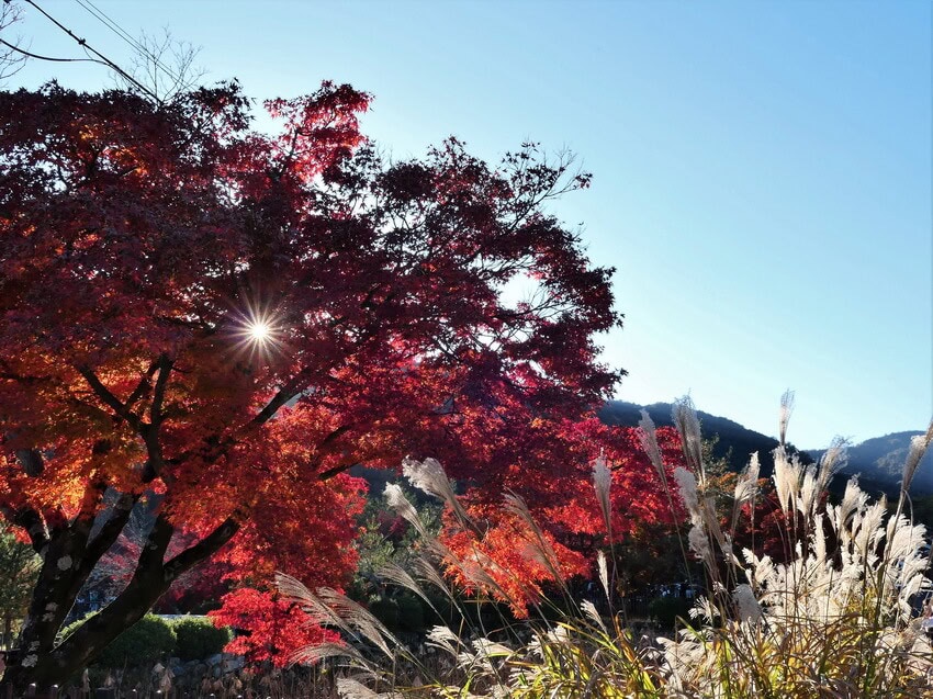 京都天龍寺紅葉