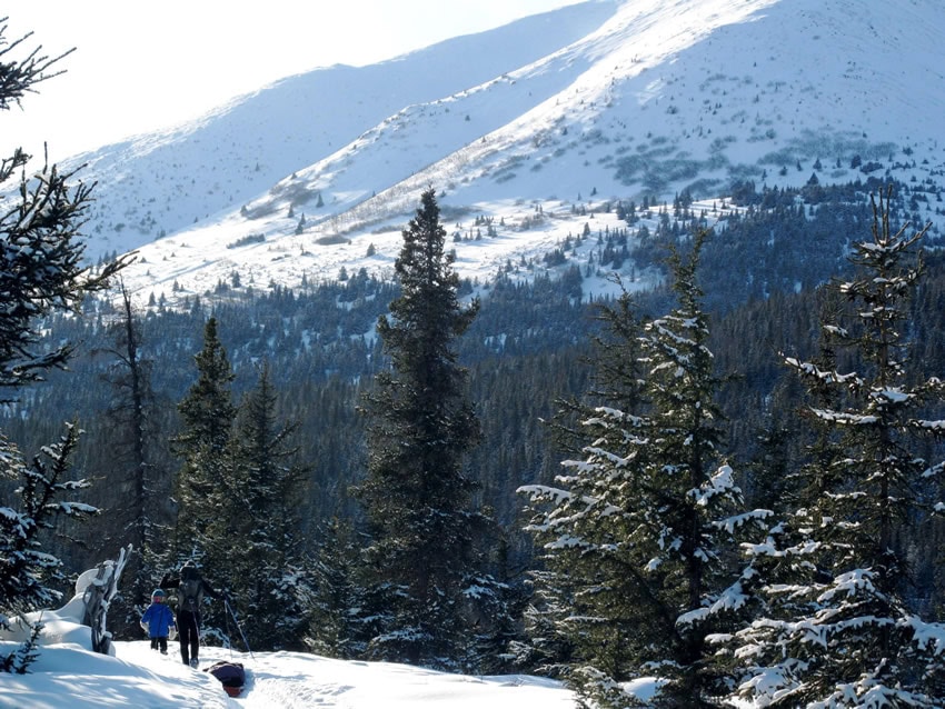 kenai_spruce_alaska