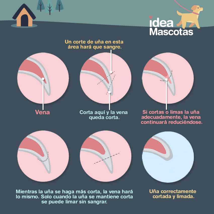 cuándo puedes empezar a cortar las uñas de los cachorros