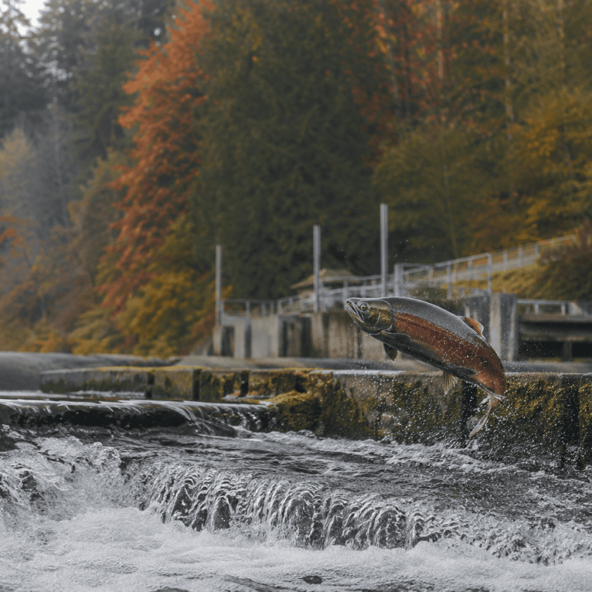 A salmon leaping up the fish ladder during the fall run, with autumn foliage along the creek behind it.