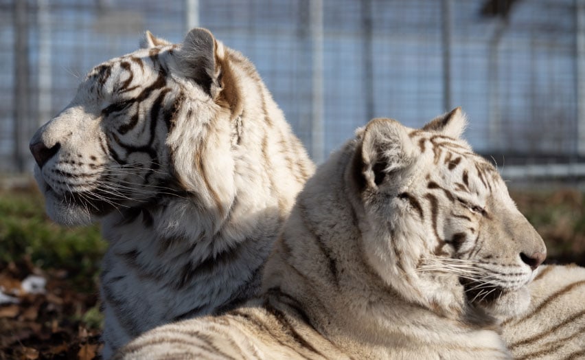 memberships-photo white-tigers