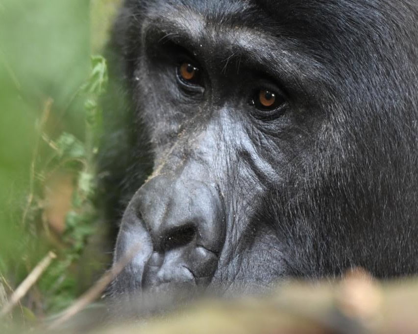 How Much Does a Gorilla Safari Trekking Start