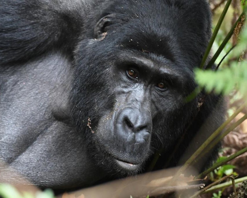 Uganda Rwanda Gorilla Trekking